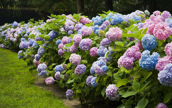 Pink and blue hydrangea hedge.