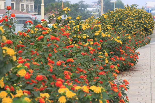 Cây hoa ngũ sắc - Cây trồng cảnh quan rực rỡ