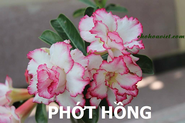 hoa-su-phot-hong-1