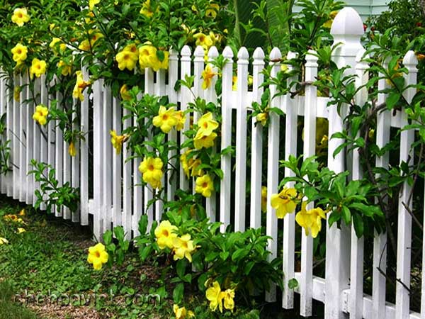 Hàng rào trang trí sân vườn