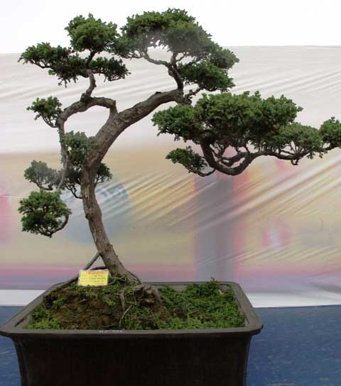tung-bonsai-1