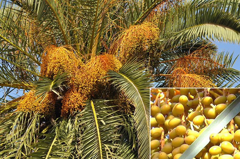 Cây cau vàng – Cây dừa cảnh trang trí.
