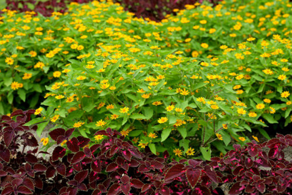 cay-hoa-cuc-mat-troi-3a