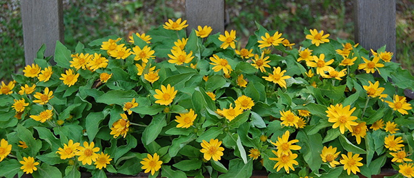 cay-hoa-cuc-mat-troi-4a