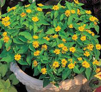 cay-hoa-cuc-mat-troi-5a