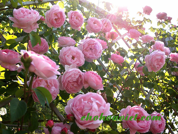 Hoa hồng leo siêu đẹp cho người yêu hoa.