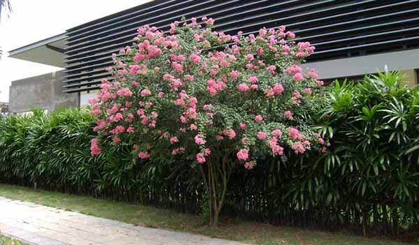 Cây hoa tường vi cây trồng cảnh quan cho hoa đẹp rực rỡ