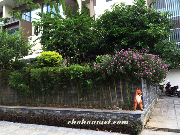 thiet-ke-san-vuon-2a