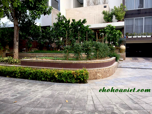 thiet-ke-san-vuon-cay-an-qua2