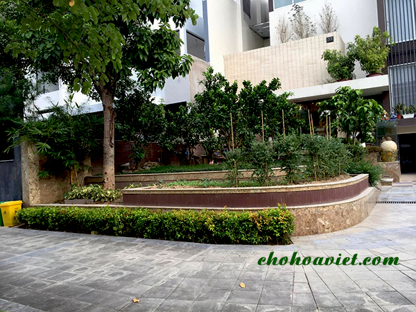thiet-ke-san-vuon-cay-an-qua3