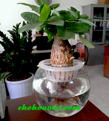 cay-kim-ngan-de-ban-3a