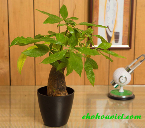 cay-kim-ngan-de-ban-4a