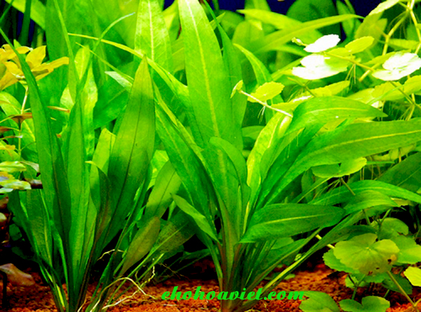 cay-thuy-sinh-luoi-mac1a