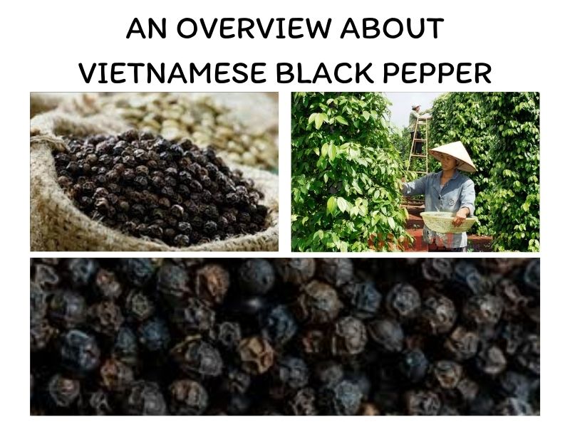 vnese-black-pepper-1