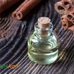 exploring-the-cinnamon-oil-factory-the-aromatic-journey-1