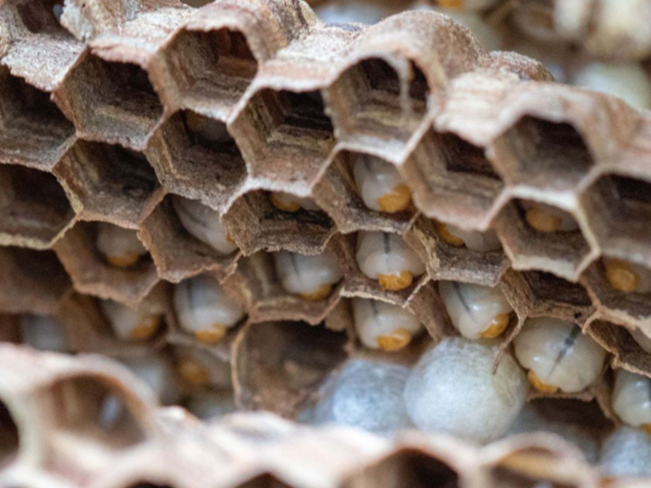 Ong làm tổ trên mái nhà – Điềm báo tâm linh và cách xử lý hiệu quả